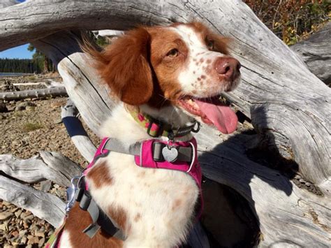 American brittany rescue - Tell us the story of how you met your furry best friend and help other pet lovers discover the joys of pet adoption! Learn more about American Brittany Rescue - UT/ID in Salt Lake City, UT, and search the available pets they have up for adoption on Petfinder. 